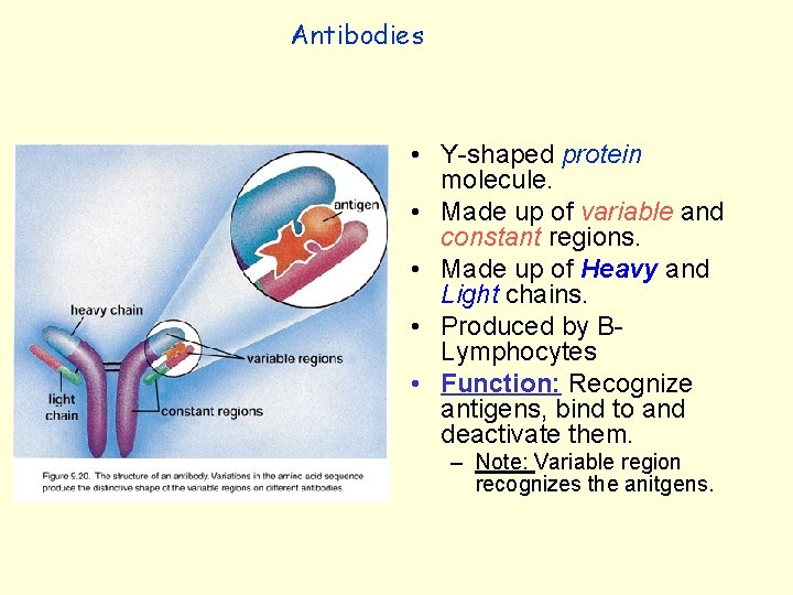 Antibodies • Y-shaped protein molecule. • Made up of variable and constant regions. •