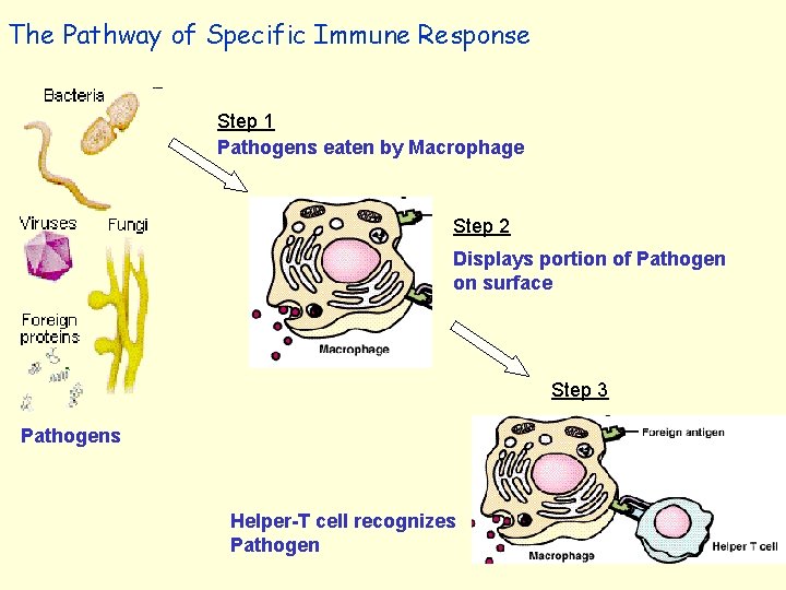 The Pathway of Specific Immune Response Step 1 Pathogens eaten by Macrophage Step 2