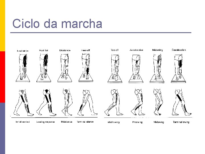 Ciclo da marcha 