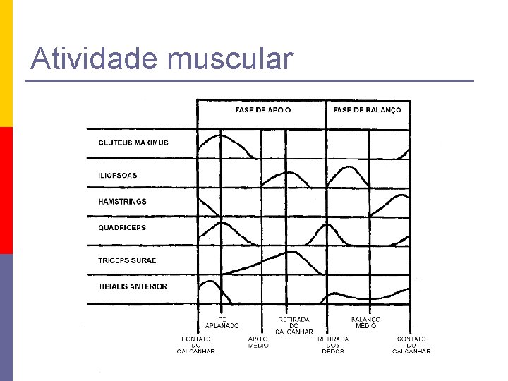Atividade muscular 