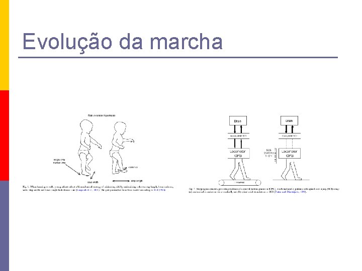 Evolução da marcha 