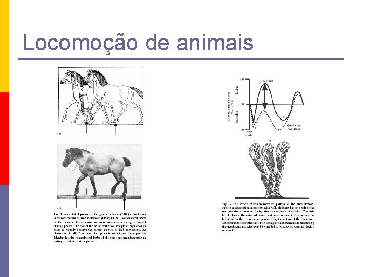 Locomoção de animais 