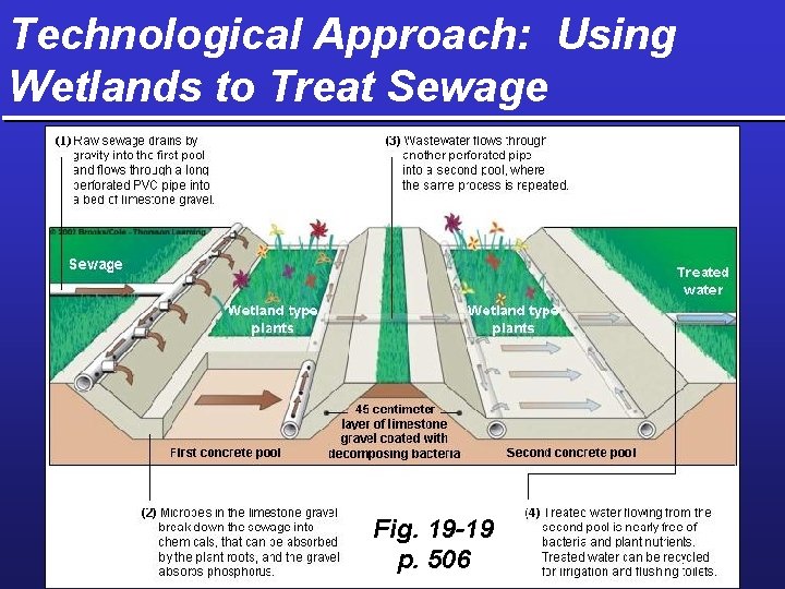 Technological Approach: Using Wetlands to Treat Sewage Fig. 19 -19 p. 506 