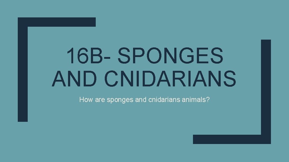 16 B- SPONGES AND CNIDARIANS How are sponges and cnidarians animals? 