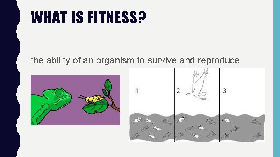 WHAT IS FITNESS? the ability of an organism to survive and reproduce 