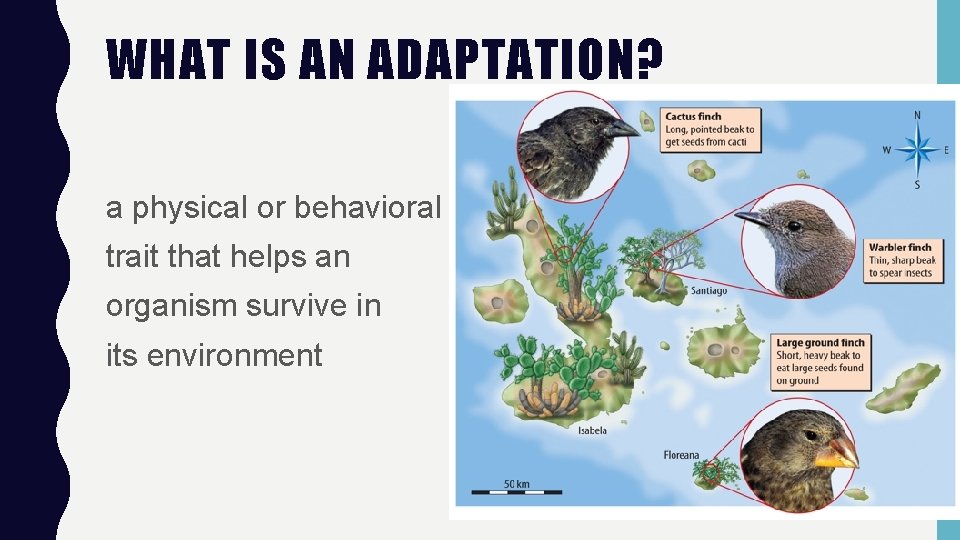 WHAT IS AN ADAPTATION? a physical or behavioral trait that helps an organism survive