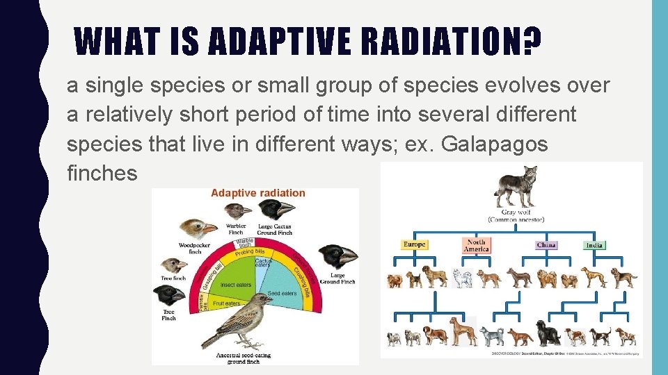 WHAT IS ADAPTIVE RADIATION? a single species or small group of species evolves over