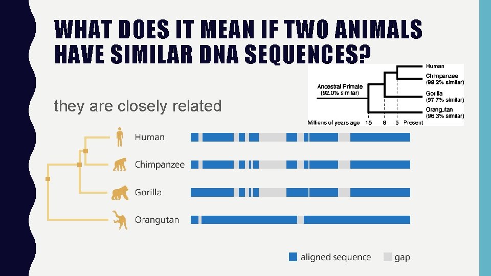 WHAT DOES IT MEAN IF TWO ANIMALS HAVE SIMILAR DNA SEQUENCES? they are closely