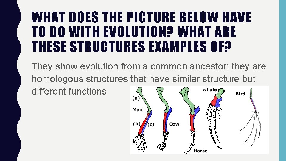 WHAT DOES THE PICTURE BELOW HAVE TO DO WITH EVOLUTION? WHAT ARE THESE STRUCTURES