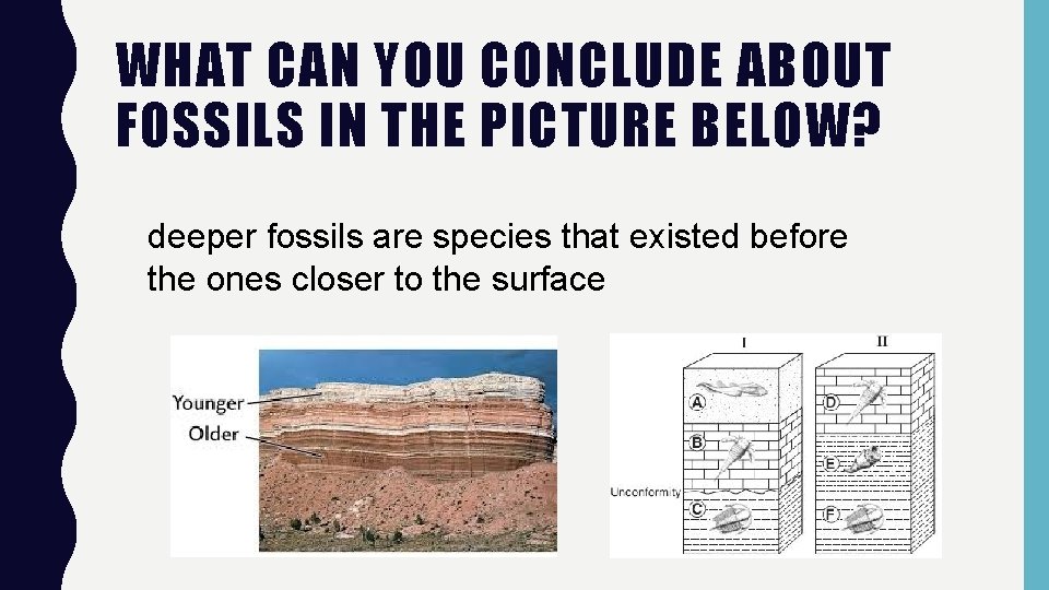 WHAT CAN YOU CONCLUDE ABOUT FOSSILS IN THE PICTURE BELOW? deeper fossils are species