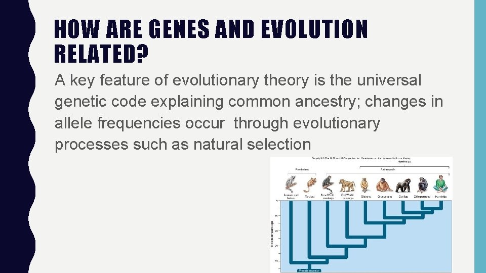 HOW ARE GENES AND EVOLUTION RELATED? A key feature of evolutionary theory is the