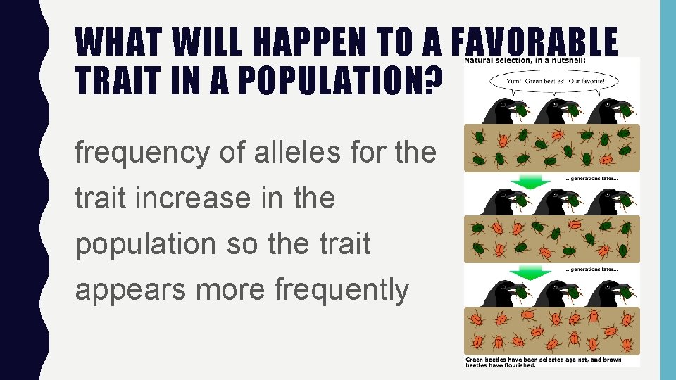 WHAT WILL HAPPEN TO A FAVORABLE TRAIT IN A POPULATION? frequency of alleles for