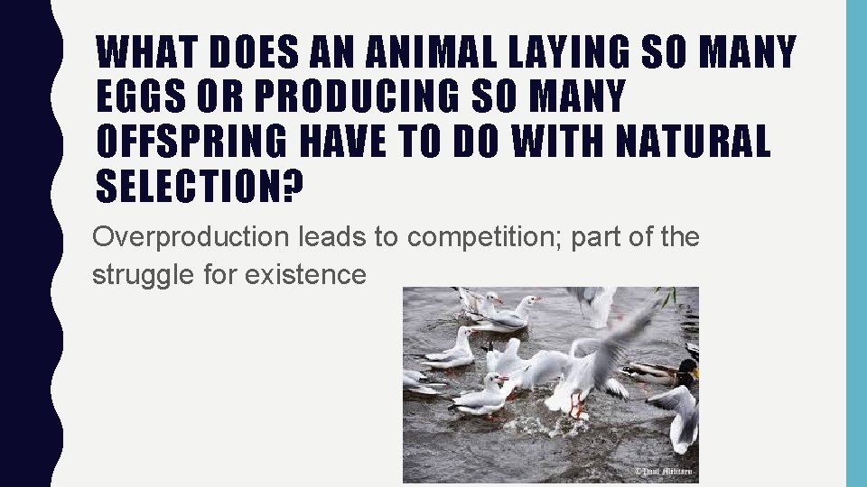 WHAT DOES AN ANIMAL LAYING SO MANY EGGS OR PRODUCING SO MANY OFFSPRING HAVE