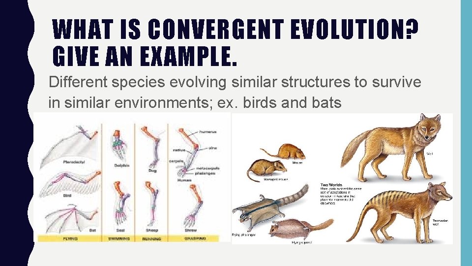 WHAT IS CONVERGENT EVOLUTION? GIVE AN EXAMPLE. Different species evolving similar structures to survive