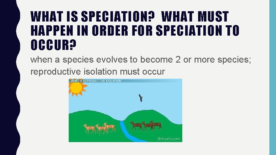 WHAT IS SPECIATION? WHAT MUST HAPPEN IN ORDER FOR SPECIATION TO OCCUR? when a