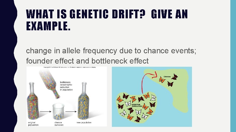 WHAT IS GENETIC DRIFT? GIVE AN EXAMPLE. change in allele frequency due to chance