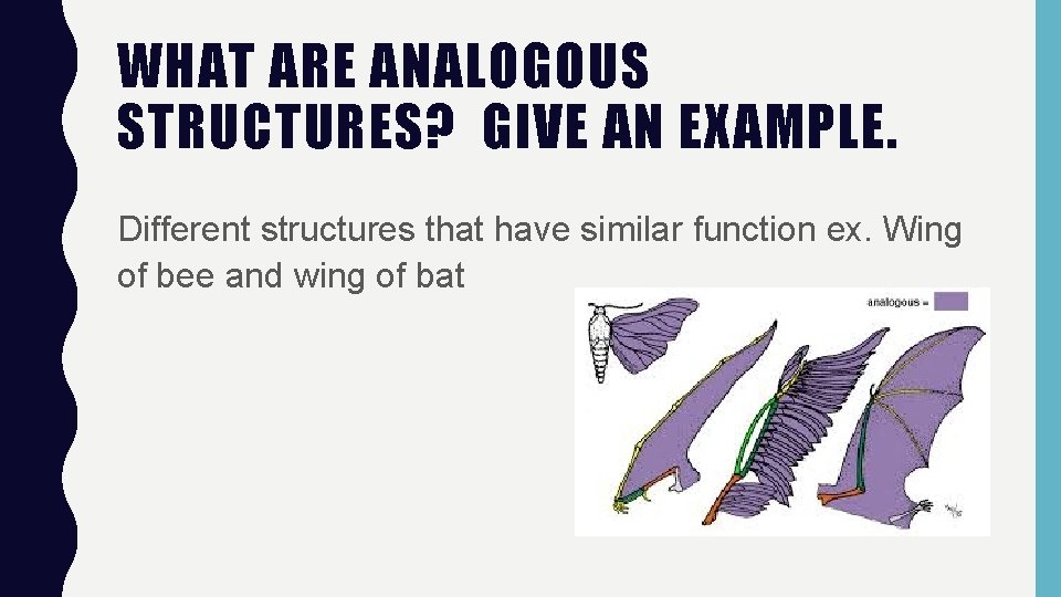 WHAT ARE ANALOGOUS STRUCTURES? GIVE AN EXAMPLE. Different structures that have similar function ex.