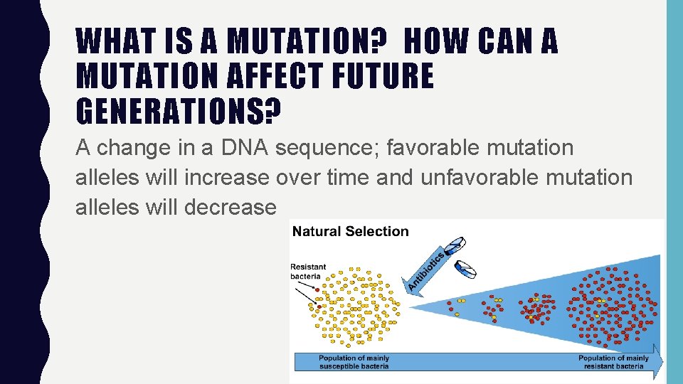 WHAT IS A MUTATION? HOW CAN A MUTATION AFFECT FUTURE GENERATIONS? A change in
