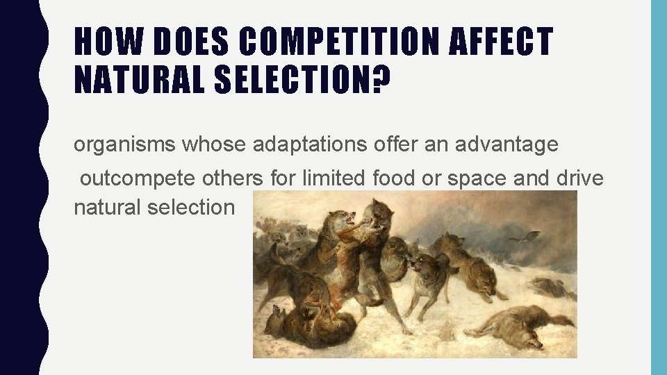 HOW DOES COMPETITION AFFECT NATURAL SELECTION? organisms whose adaptations offer an advantage outcompete others
