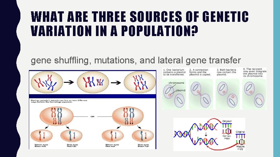WHAT ARE THREE SOURCES OF GENETIC VARIATION IN A POPULATION? gene shuffling, mutations, and