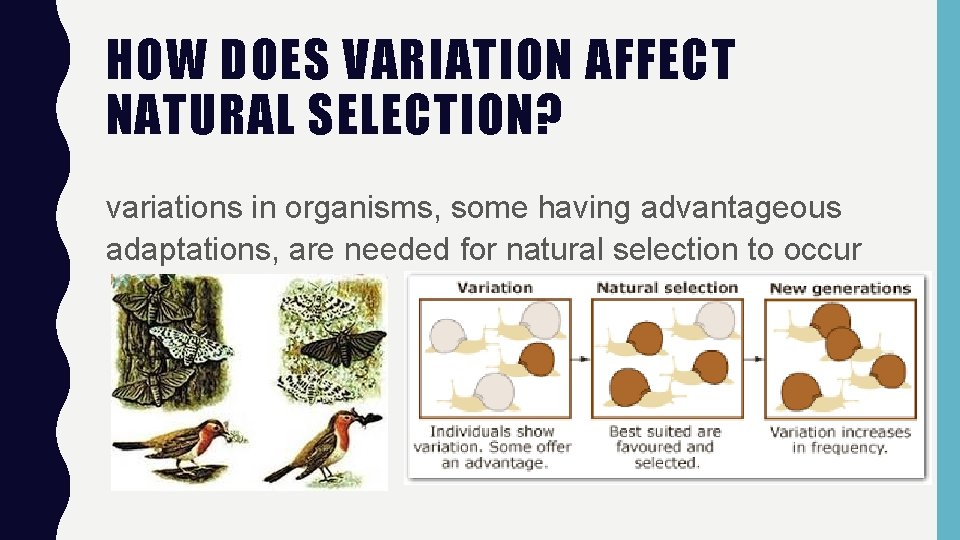 HOW DOES VARIATION AFFECT NATURAL SELECTION? variations in organisms, some having advantageous adaptations, are