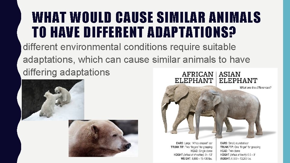 WHAT WOULD CAUSE SIMILAR ANIMALS TO HAVE DIFFERENT ADAPTATIONS? different environmental conditions require suitable