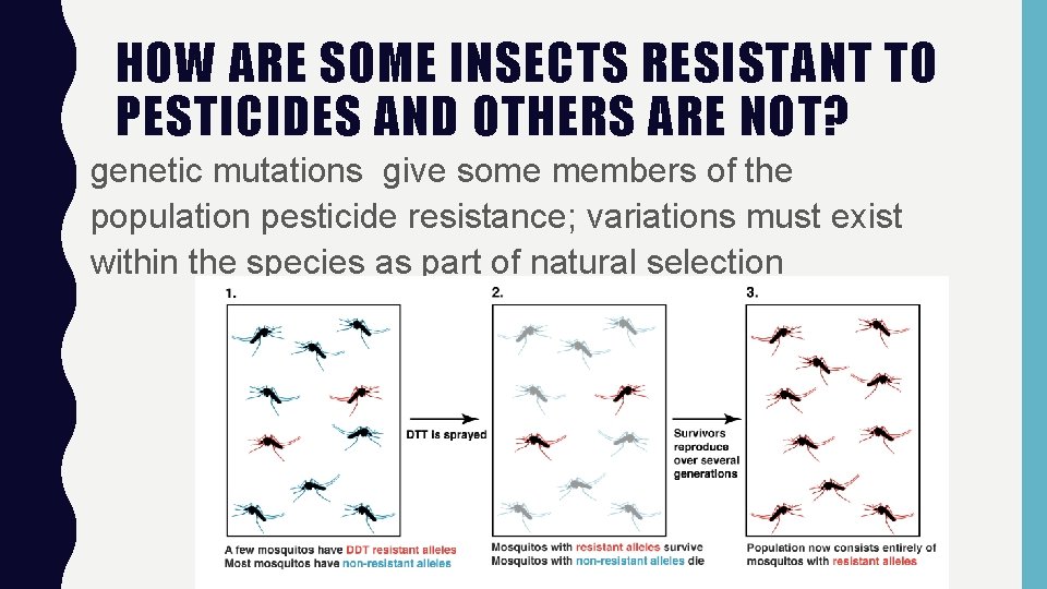 HOW ARE SOME INSECTS RESISTANT TO PESTICIDES AND OTHERS ARE NOT? genetic mutations give