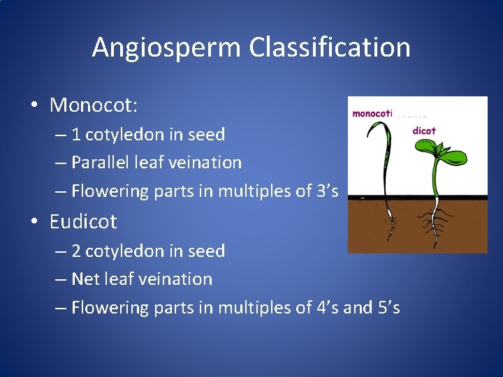 Angiosperm Classification • Monocot: – 1 cotyledon in seed – Parallel leaf veination –