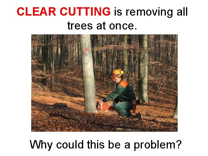 CLEAR CUTTING is removing all trees at once. Why could this be a problem?