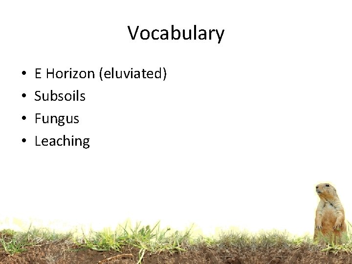 Vocabulary • • E Horizon (eluviated) Subsoils Fungus Leaching 