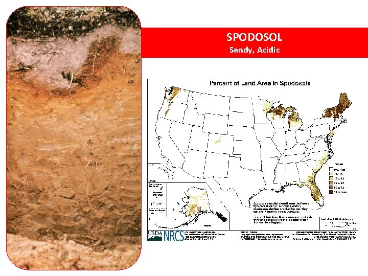 SPODOSOL Sandy, Acidic 