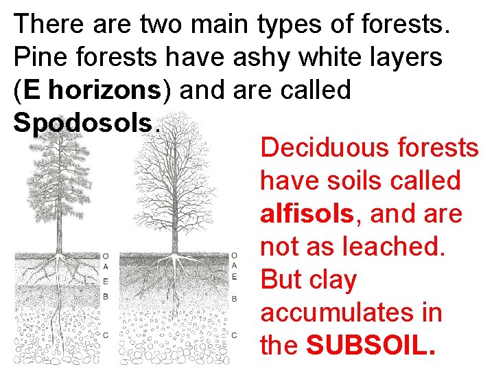 There are two main types of forests. Pine forests have ashy white layers (E