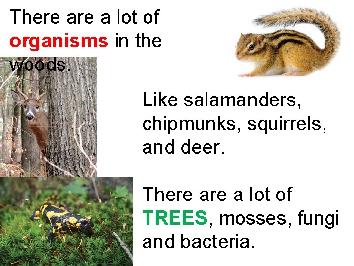 There a lot of organisms in the woods. Like salamanders, chipmunks, squirrels, and deer.