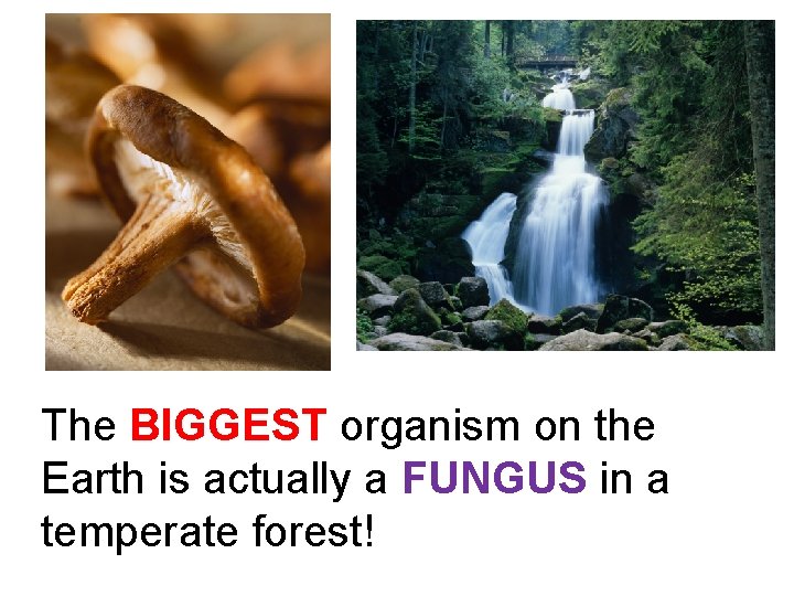 The BIGGEST organism on the Earth is actually a FUNGUS in a temperate forest!