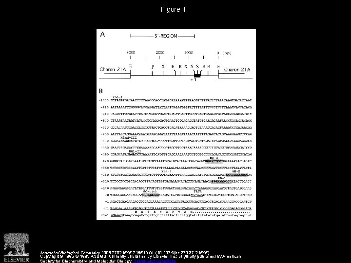 Figure 1: Journal of Biological Chemistry 1995 27021545 -21551 DOI: (10. 1074/jbc. 270. 37.