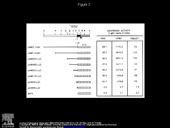 Figure 2: Journal of Biological Chemistry 1995 27021545 -21551 DOI: (10. 1074/jbc. 270. 37.