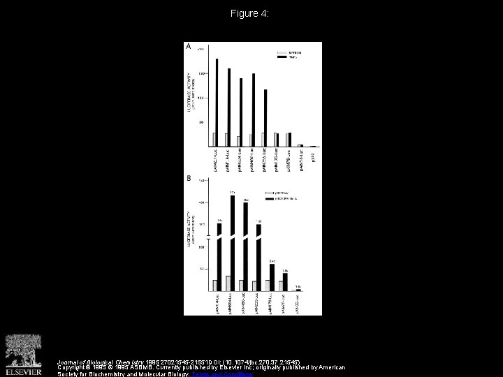 Figure 4: Journal of Biological Chemistry 1995 27021545 -21551 DOI: (10. 1074/jbc. 270. 37.