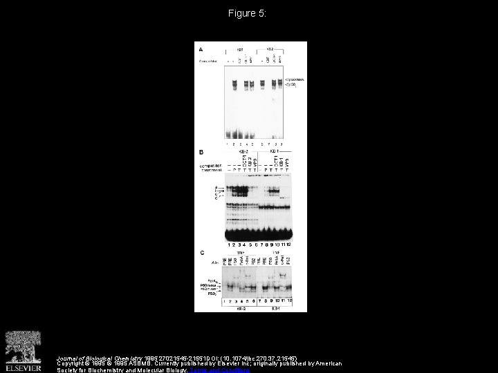 Figure 5: Journal of Biological Chemistry 1995 27021545 -21551 DOI: (10. 1074/jbc. 270. 37.