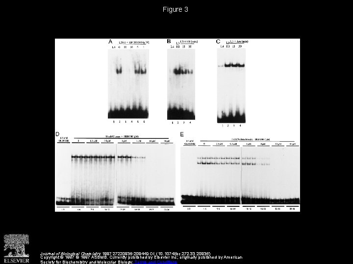 The p 38Reactivating Kinase Mitogenactivated Protein Kinase Cascade