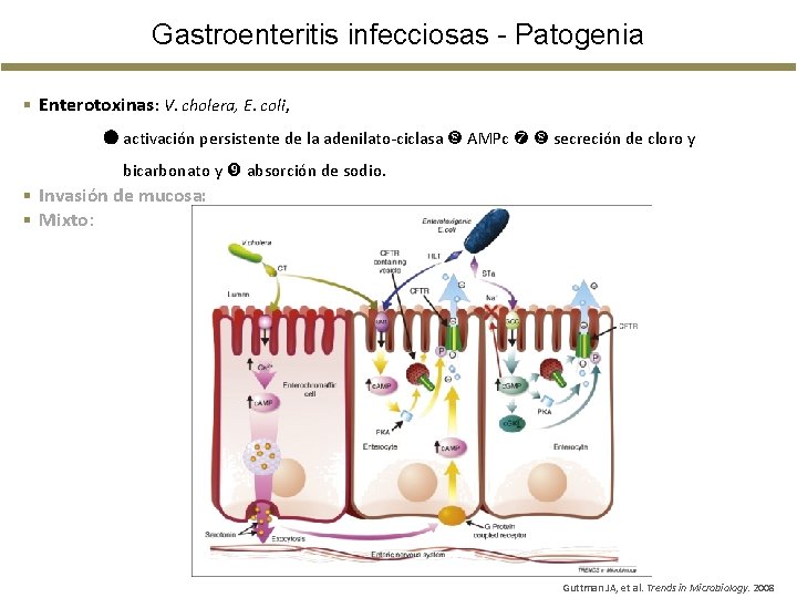 Gastroenteritis infecciosas - Patogenia § Enterotoxinas: V. cholera, E. coli, activación persistente de la Gastroenteritis infecciosas - Patogenia § Enterotoxinas: V. cholera, E. coli, activación persistente de la