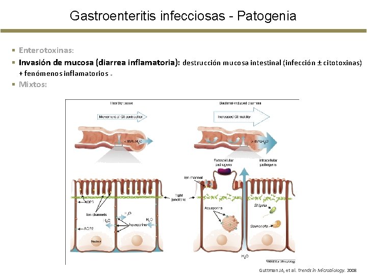 Gastroenteritis infecciosas - Patogenia § Enterotoxinas: § Invasión de mucosa (diarrea inflamatoria): destrucción mucosa Gastroenteritis infecciosas - Patogenia § Enterotoxinas: § Invasión de mucosa (diarrea inflamatoria): destrucción mucosa