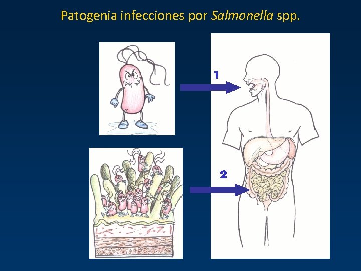 Patogenia infecciones por Salmonella spp. 1 2 Patogenia infecciones por Salmonella spp. 1 2