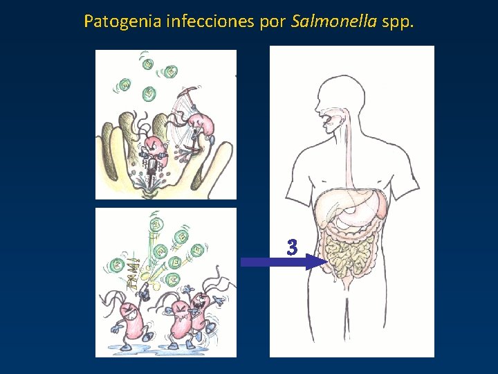 Patogenia infecciones por Salmonella spp. 3 Patogenia infecciones por Salmonella spp. 3