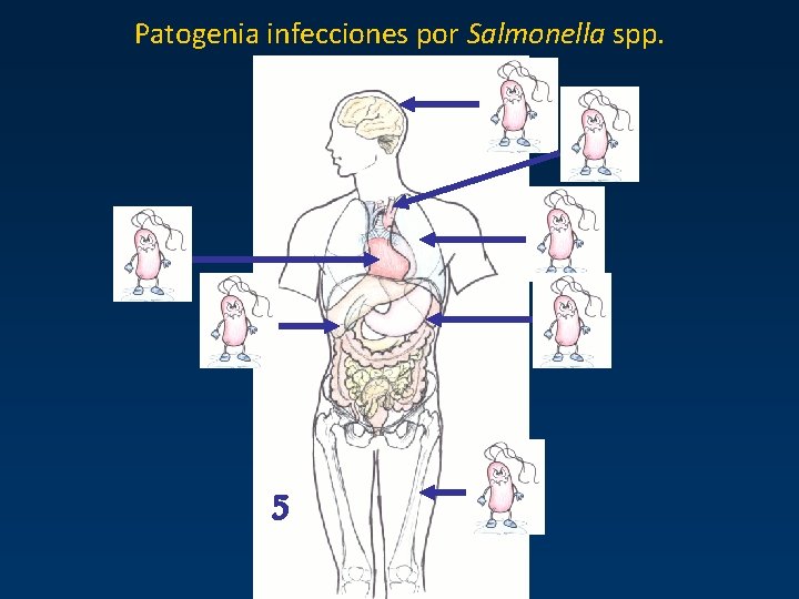 Patogenia infecciones por Salmonella spp. 5 Patogenia infecciones por Salmonella spp. 5