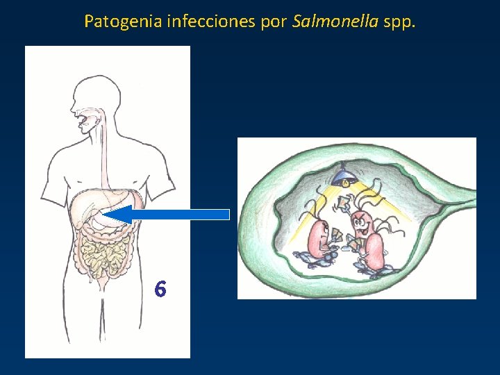 Patogenia infecciones por Salmonella spp. 6 Patogenia infecciones por Salmonella spp. 6