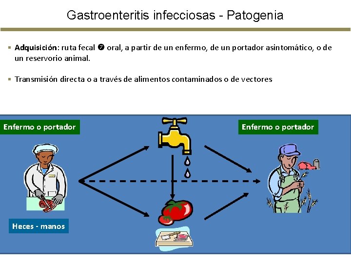 Gastroenteritis infecciosas - Patogenia § Adquisición: ruta fecal oral, a partir de un enfermo, Gastroenteritis infecciosas - Patogenia § Adquisición: ruta fecal oral, a partir de un enfermo,