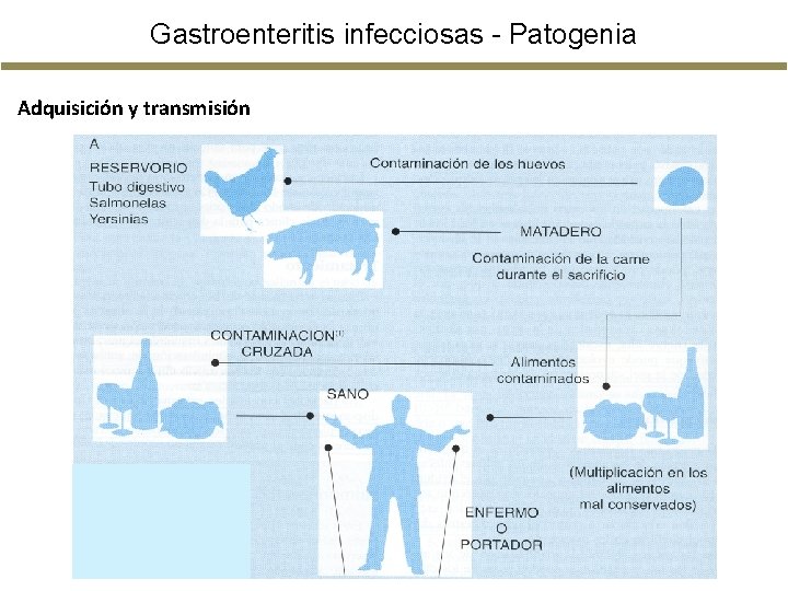 Gastroenteritis infecciosas - Patogenia Adquisición y transmisión Gastroenteritis infecciosas - Patogenia Adquisición y transmisión