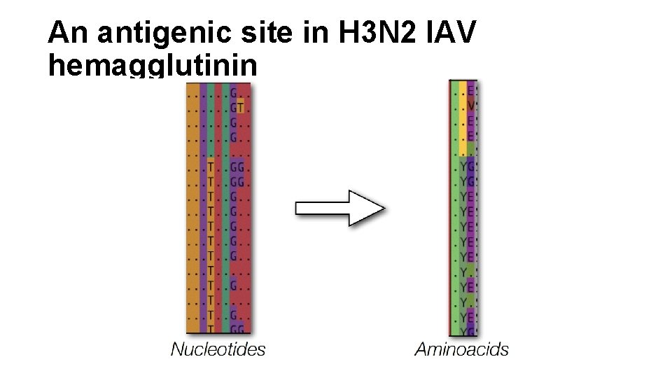 An antigenic site in H 3 N 2 IAV hemagglutinin An antigenic site in H 3 N 2 IAV hemagglutinin