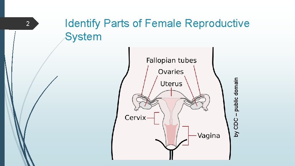 Identify Parts of Female Reproductive System by CDC – public domain 2 
