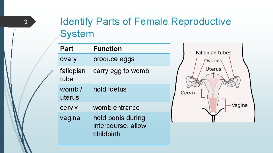 3 Identify Parts of Female Reproductive System Part ovary Function produce eggs fallopian tube
